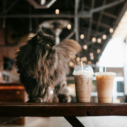 A fluffy black cat stands on a wooden table next to two iced coffee drinks in a cafe with string lights overhead.