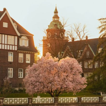 Ein blühender rosa Kirschblütenbaum steht bei Sonnenuntergang vor historischen Backsteingebäuden.