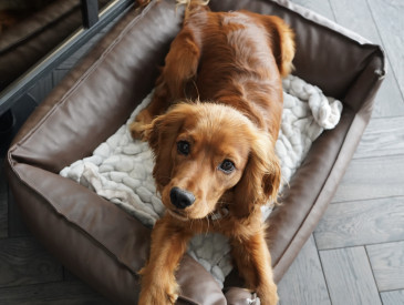 Ein Golden Retriever liegt gemütlich auf einem weichen Hundebett mit einer kuscheligen Decke – in einem modernen, stilvollen Innenraum.