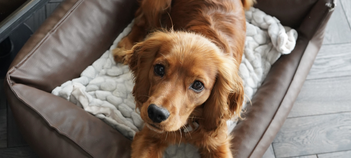Ein Golden Retriever liegt gemütlich auf einem weichen Hundebett mit einer kuscheligen Decke – in einem modernen, stilvollen Innenraum.